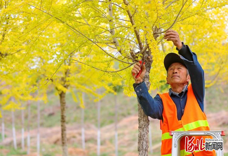 河北秦皇岛：苗圃管护正当时