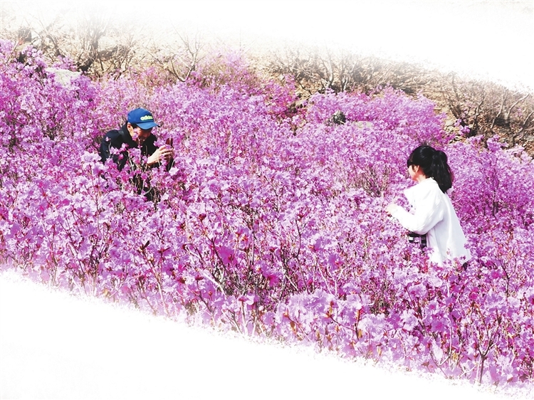 龙江县杜鹃花节开幕