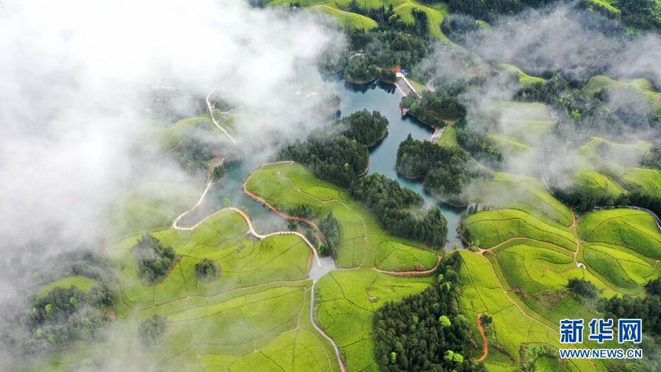 湖北鹤峰：茶海连天景如画