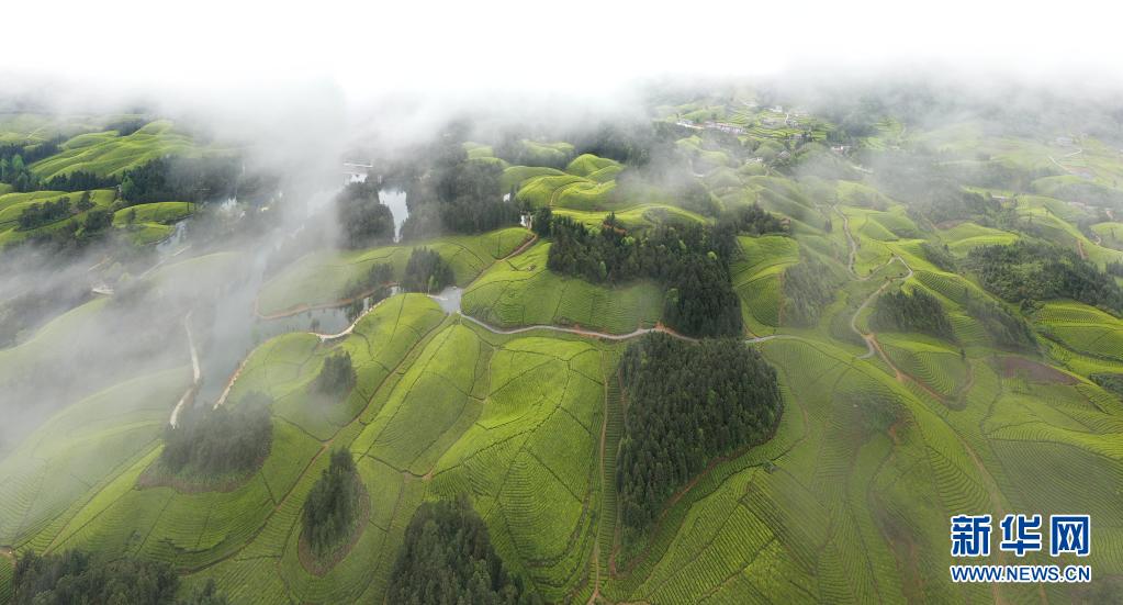 湖北鹤峰：茶海连天景如画