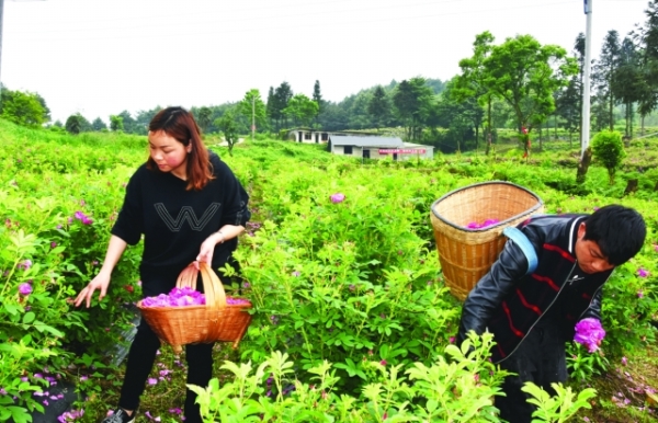 （旅游）玫瑰园开出“幸福花”