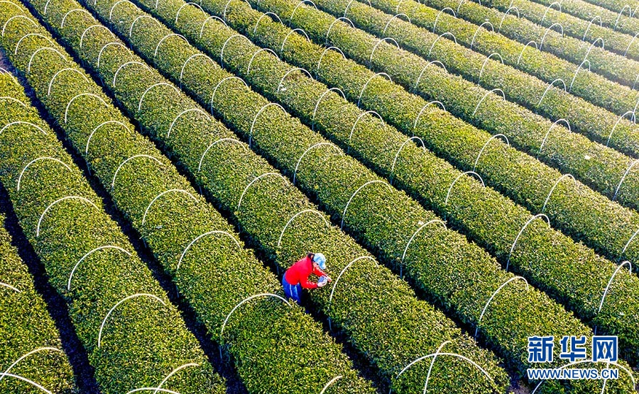 湖北大悟：万亩茶园 生机盎然