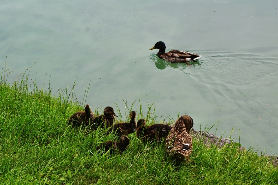 Water Birds on the Bled Lake of Slovenia_fororder_25