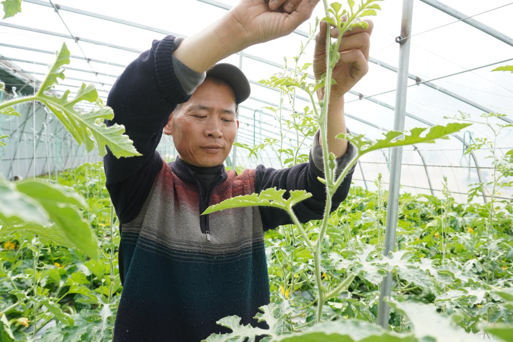 从“一菜难求”到“瓜果飘香”——西藏跨越70年的蔬菜产业翻身记