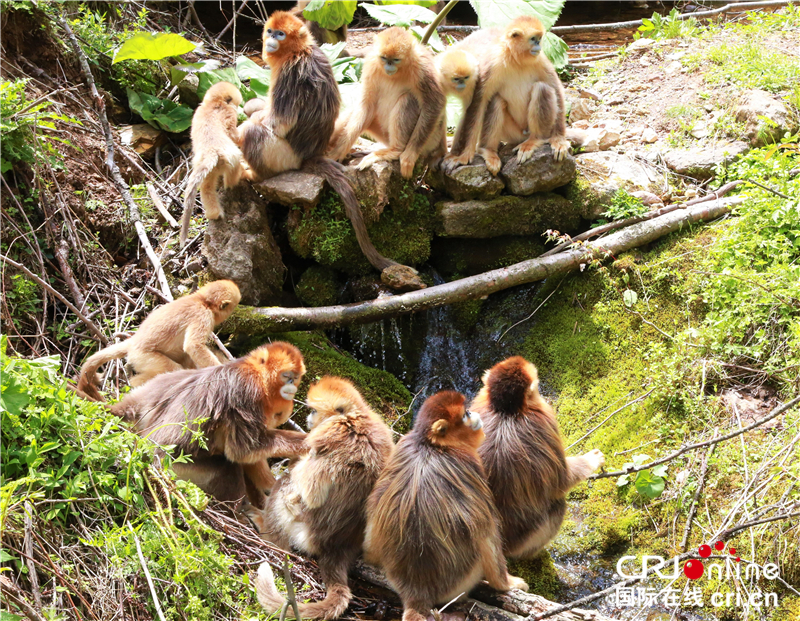 【壮丽70年·奋斗新时代】金丝猴见证神农架生态修复转型