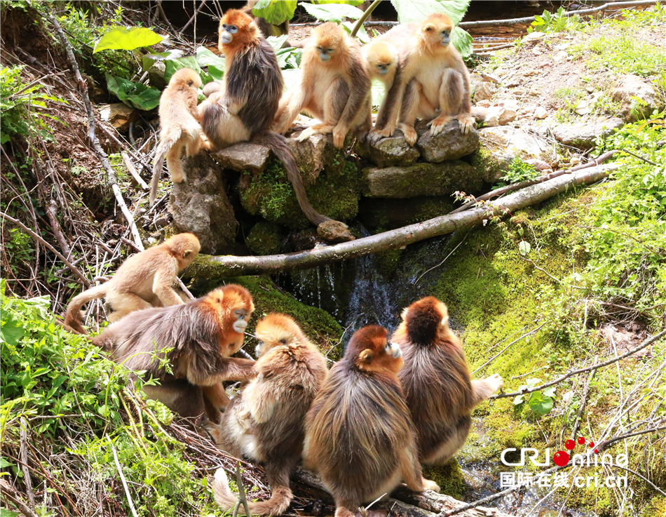 【壮丽70年·奋斗新时代】我的家在神农架 日益兴旺的金丝猴“大家族”