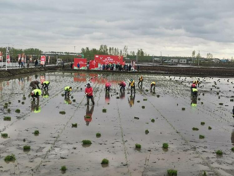 金龙鱼原香稻五常开耕节开幕