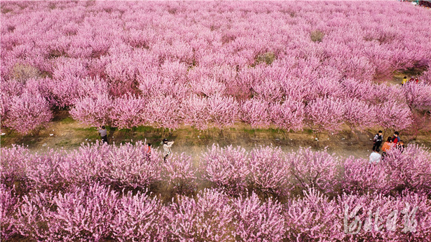 河北石家庄：赏花踏青春意浓