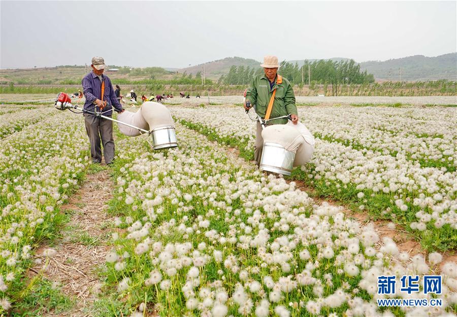 河北卢龙：中药材种植开辟致富新路