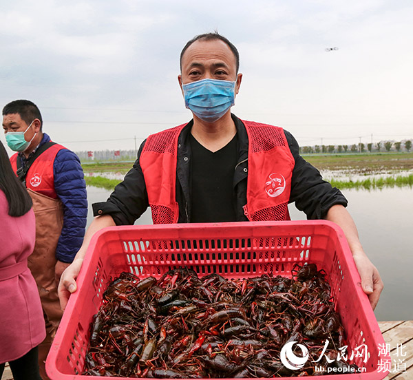 茶藕飘香龙虾跳 湖北“云上春耕”忙