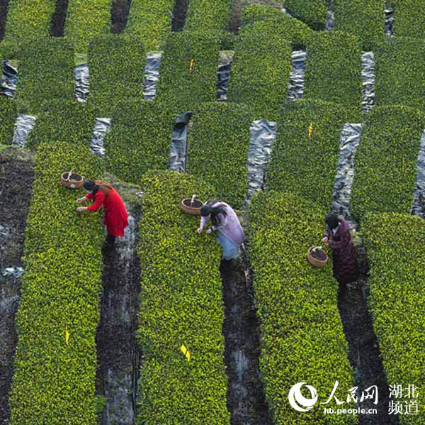 茶藕飘香龙虾跳 湖北“云上春耕”忙