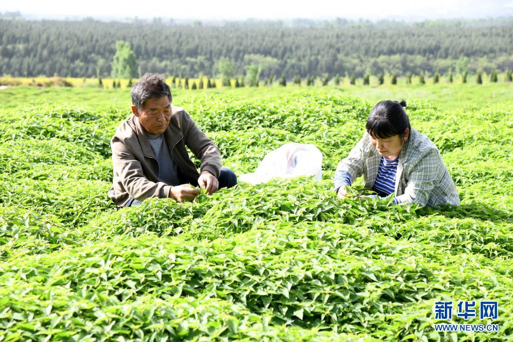 河南济源：冬凌草种植助农增收