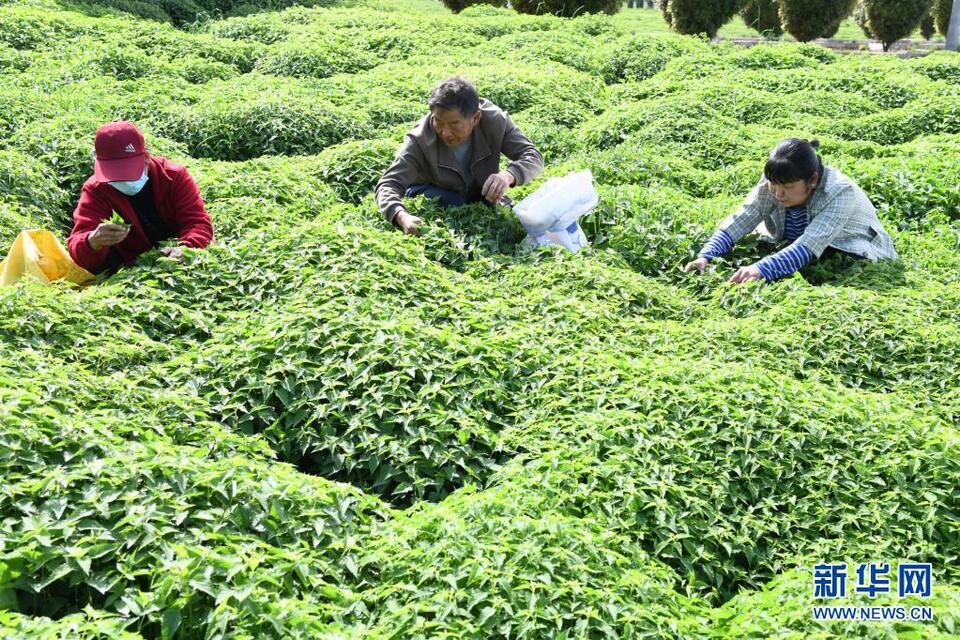 河南济源：冬凌草种植助农增收