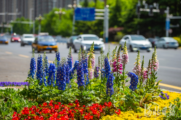 河北石家庄：鲜花扮靓街道