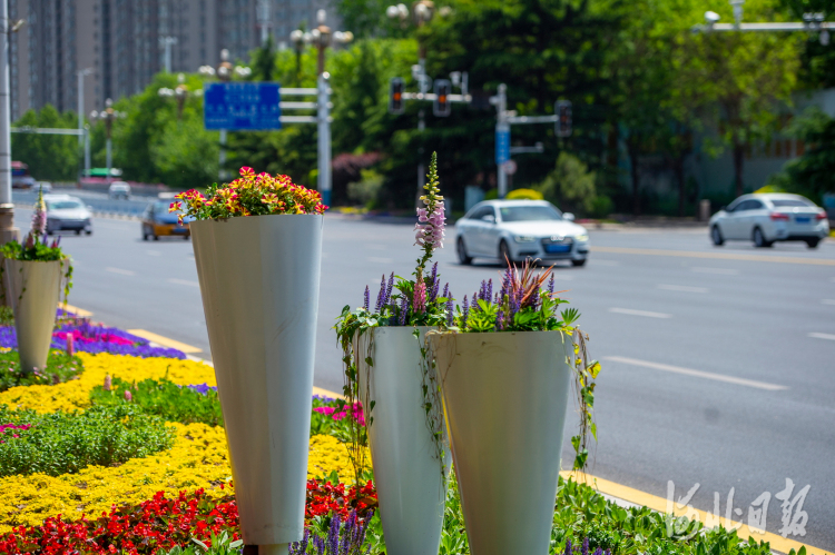 河北石家庄：鲜花扮靓街道