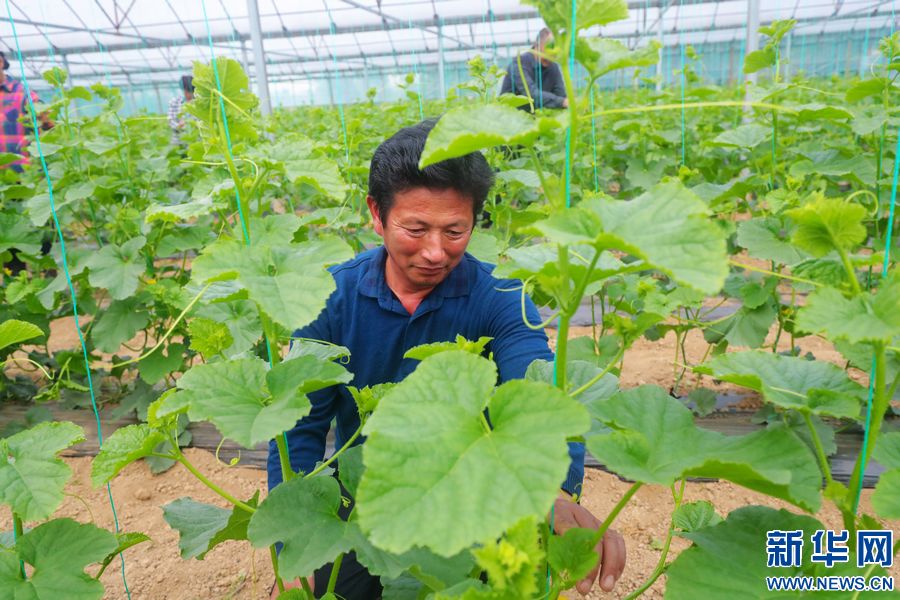 信阳市光山县：“大棚蔬菜”鼓起农民“钱袋子”