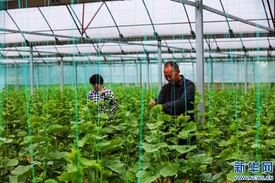 信阳市光山县：“大棚蔬菜”鼓起农民“钱袋子”