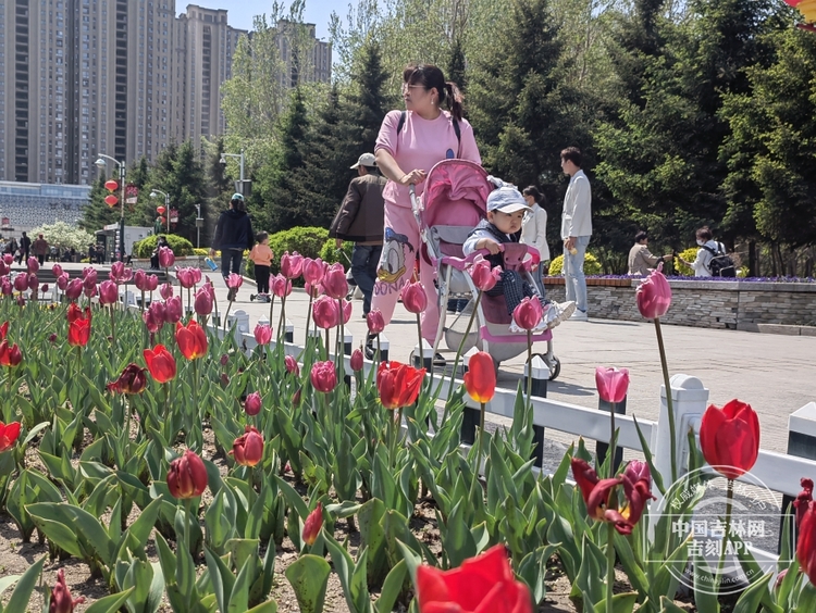 长春公园郁金香花开满园