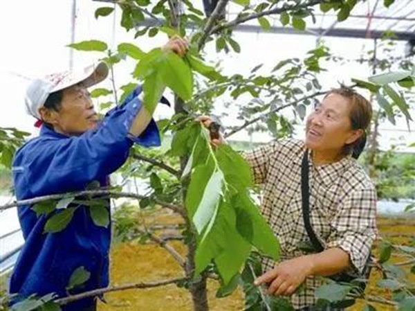 风卷红旗过大关 ——六盘水市夺取脱贫攻坚全面胜利纪实_fororder_17