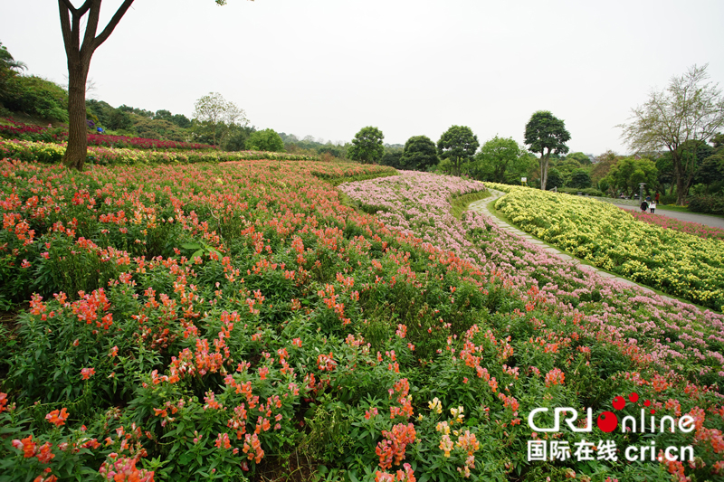 广西南宁：春日花开醉邕城（组图）