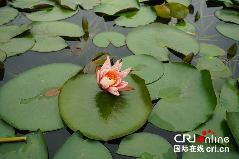 广西南宁：春日花开醉邕城（组图）