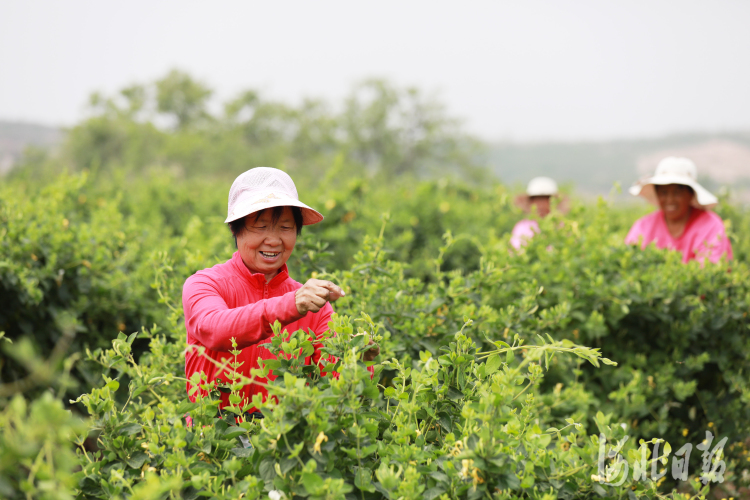 河北：金银花开“金银”来