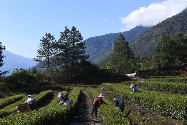 【100年70载林芝跨越】老农场结出“年轻”茶_fororder_2