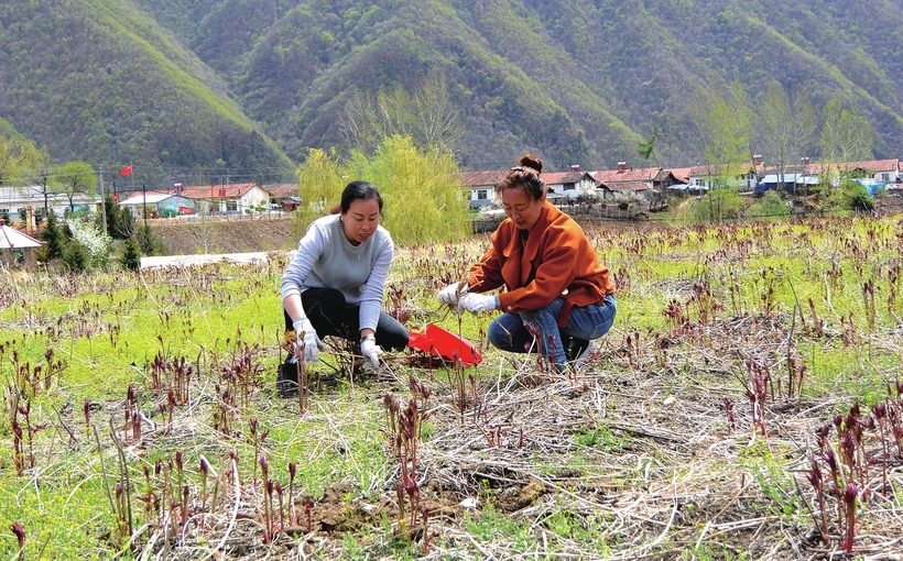 执“绿色”巨笔 绘生态画卷——白山市建设中国绿色有机谷·长白山森林食药城素描