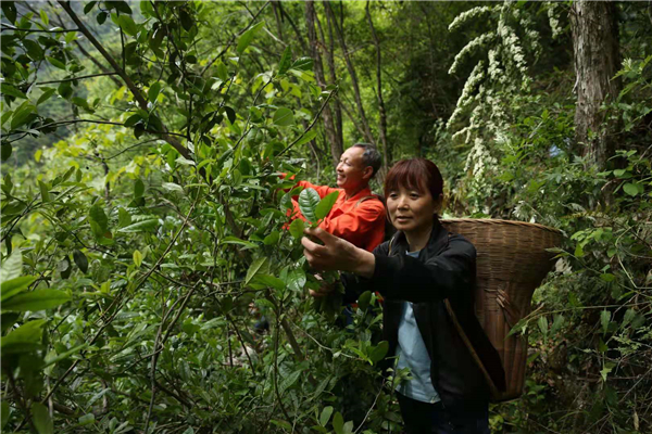 大山深处有好茶——小神农架野茶重生记_fororder_03