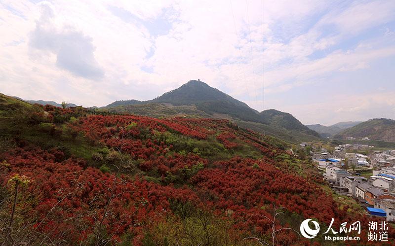 层林尽染石楠红 “绿满竹山”生态美