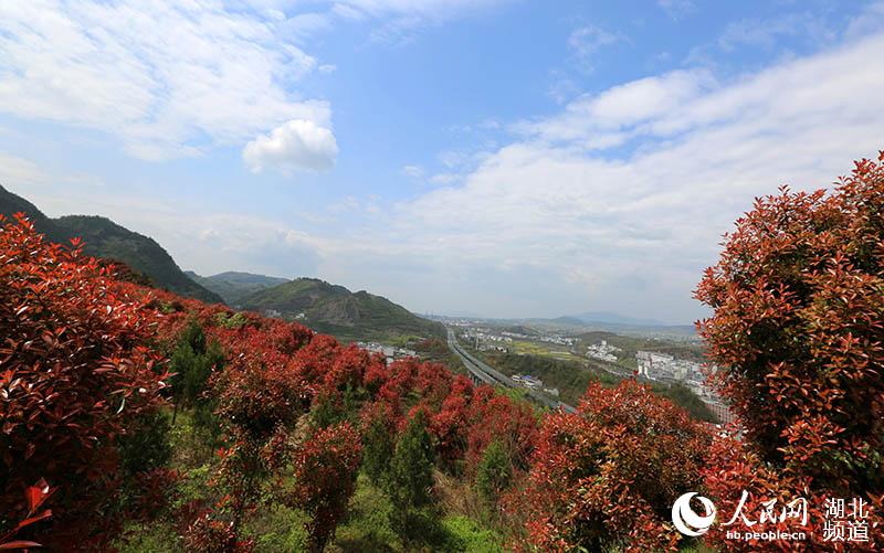 层林尽染石楠红 “绿满竹山”生态美