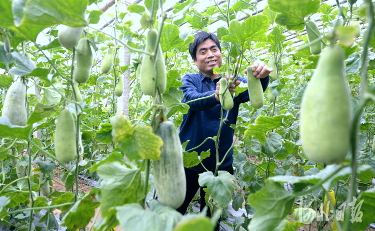 河北邯郸：特色种植促农增收