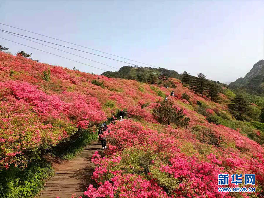 五一假期 湖北麻城龟峰山风景区杜鹃花海醉游人