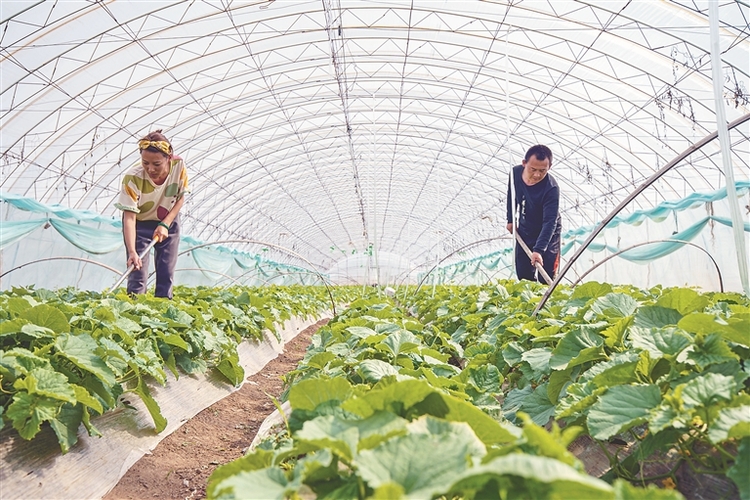 齐齐哈尔：特色种植富农家