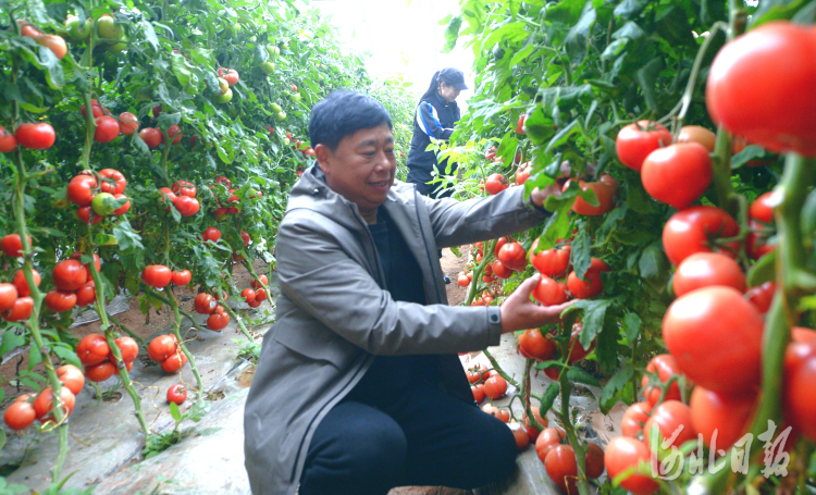 河北邯郸：特色种植促农增收