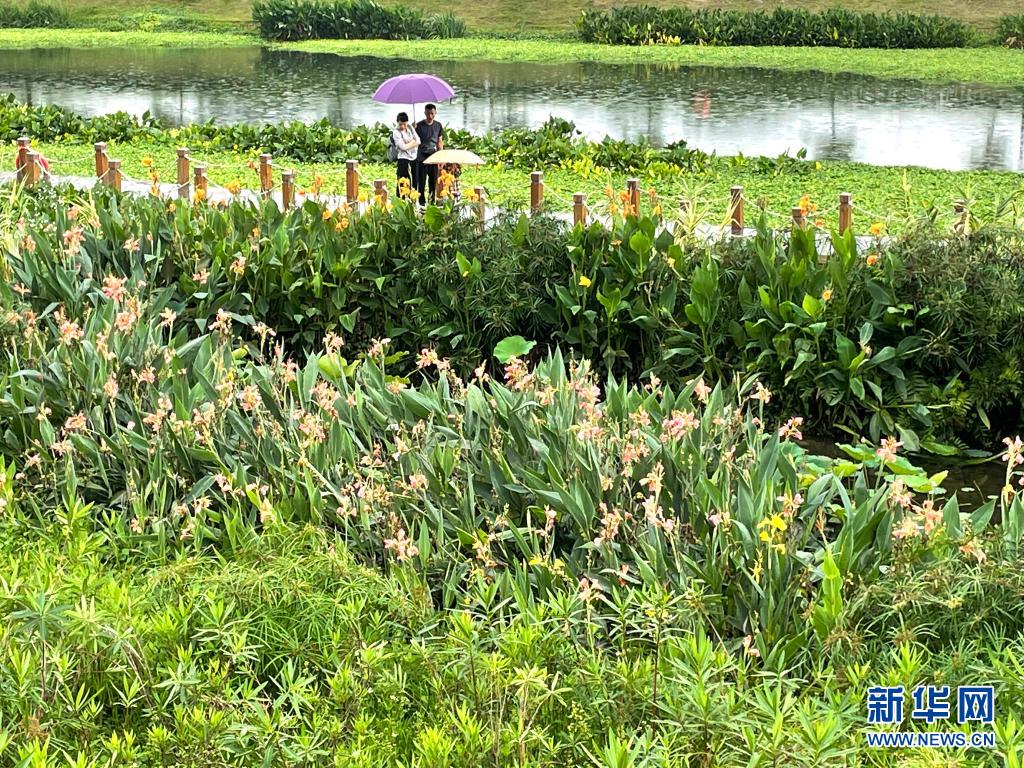 立夏湿地花木荣