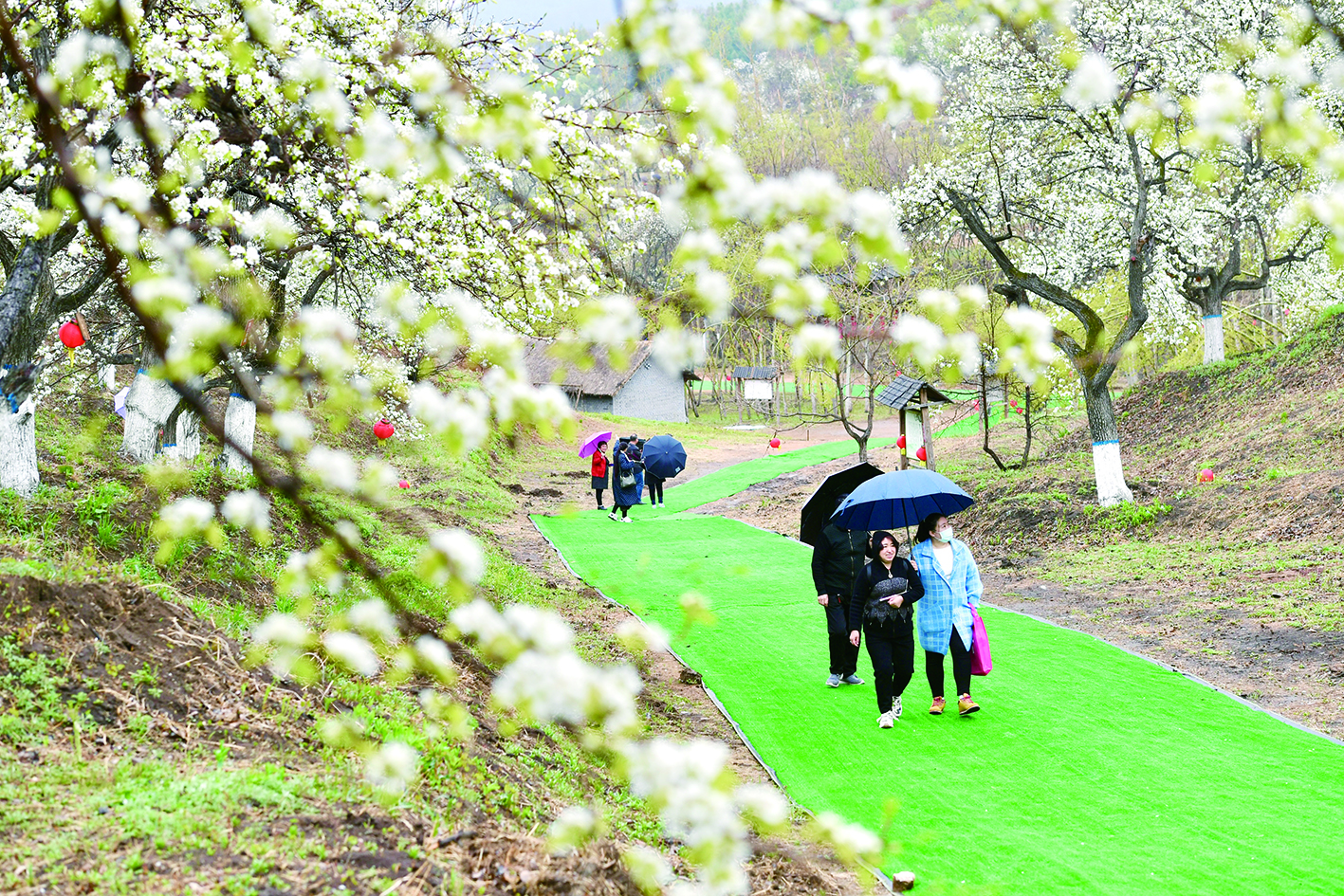 长春莲花山第四届梨花节在百年梨园举行