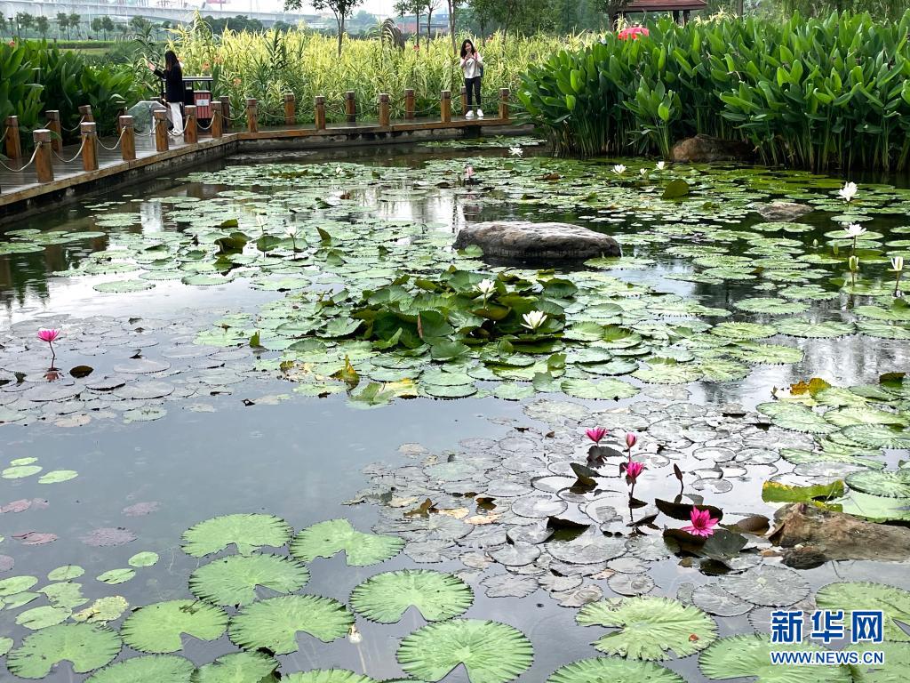 立夏湿地花木荣