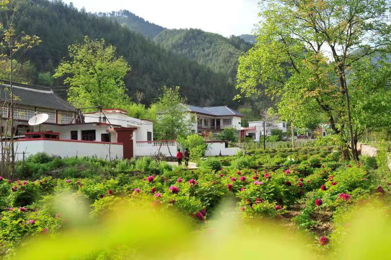 【原创】【河南省农业农村厅供稿】河洛乡村美如画——洛阳市农村人居环境整治工作纪实_fororder_栾川县大红村张晓伟摄影