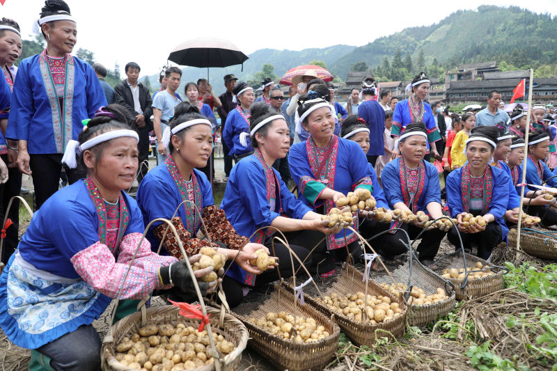 广西：侗寨欢庆土豆节