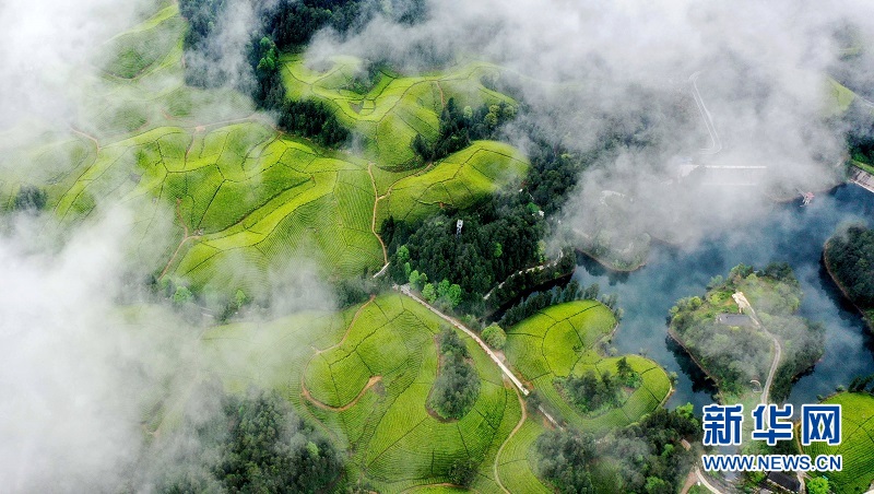 湖北鹤峰：茶海连天景如画