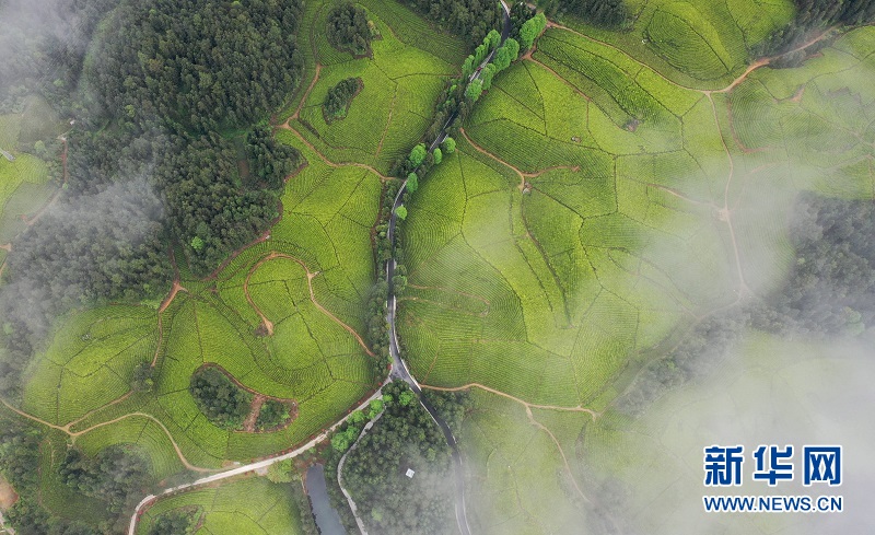 湖北鹤峰：茶海连天景如画