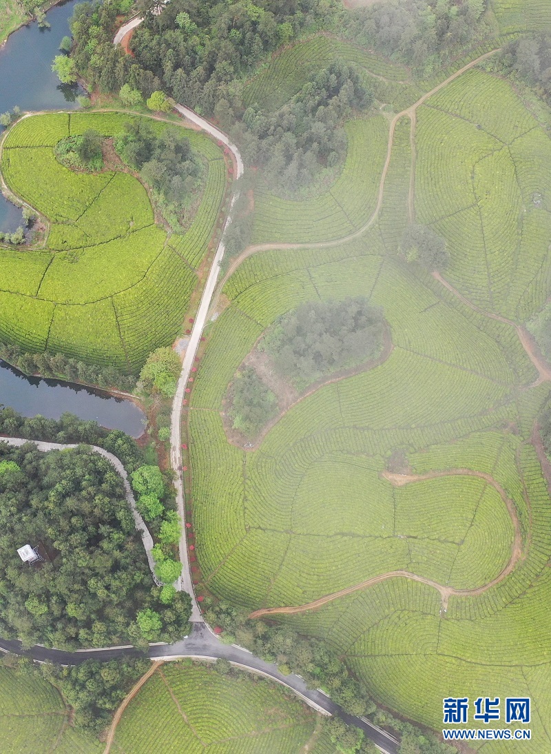 湖北鹤峰：茶海连天景如画