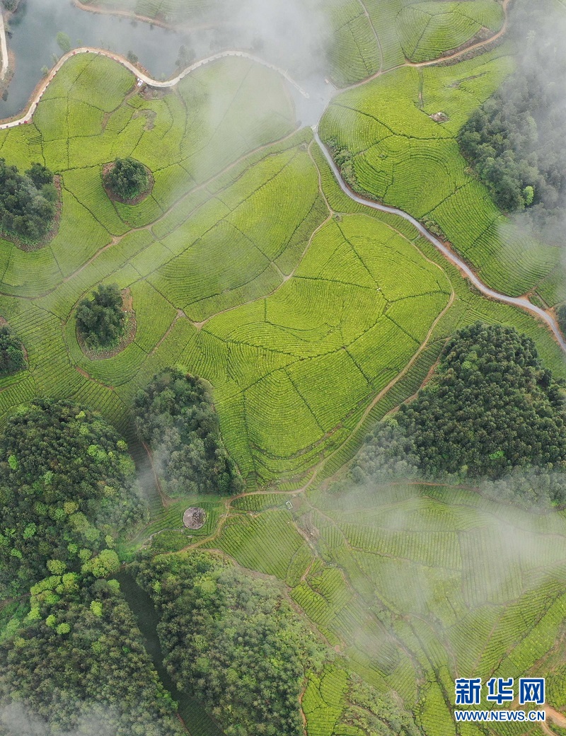 湖北鹤峰：茶海连天景如画