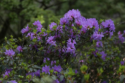 【河南原创】第四届平顶山山花节暨尧山高山杜鹃花海节开幕