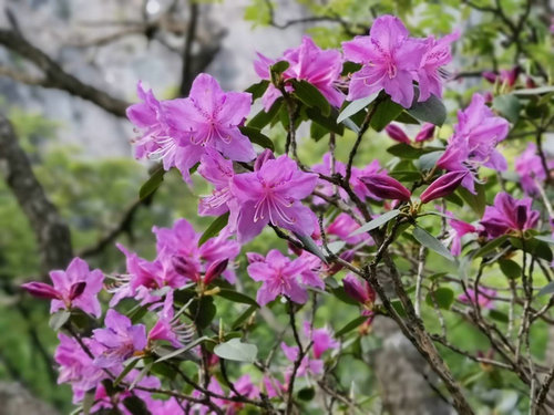 【河南原创】第四届平顶山山花节暨尧山高山杜鹃花海节开幕