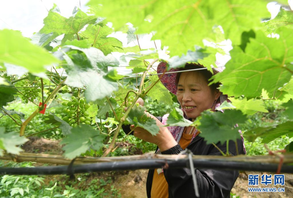 广西东兰：葡萄夏初管护忙