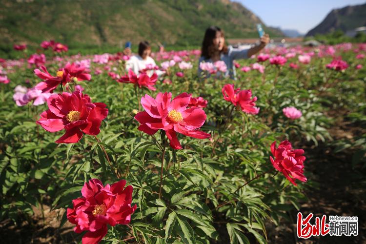 河北迁西：调整种植结构助农增收