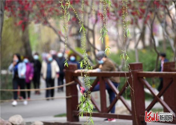 【云上赏春】河北：草长莺飞春光好