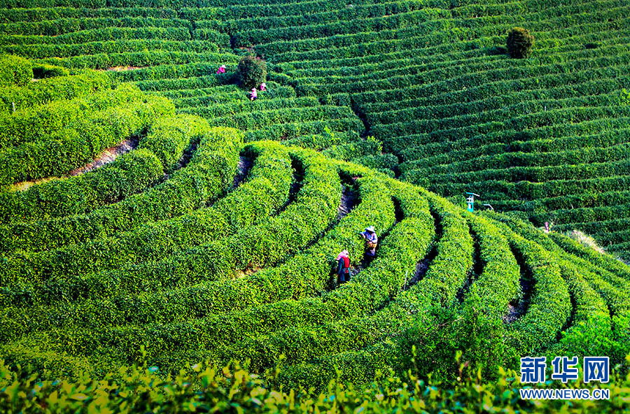 湖北大悟：万亩茶园 生机盎然